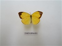 藏品(黃蝶)的圖片